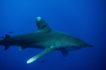 Fototapeta premium Getting close to The oceanic whitetip shark (Carcharhinus longimanus) in egypts red sea during diving elphinestone and brother islands