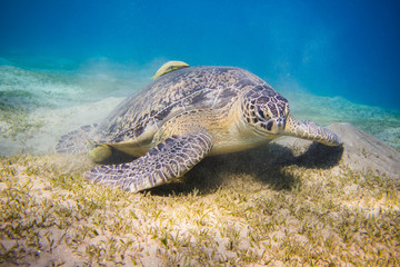 Huge green sea turtle (Chelonia mydas) in the seagrass in the red sea egypt close to Marsa Alam Abu Dabbab
