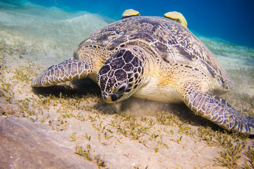  Huge green sea turtle (Chelonia mydas) ffeding on sea gras in egypts red sea close to Marsa Alam...