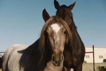 Fototapeta premium Pony and horse close up looking at camera.
