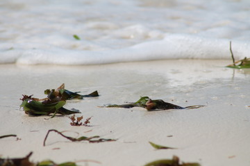 Fibre de coco sur une plage des Seychelles