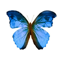 Fototapeta premium Color butterfly , isolated on white background