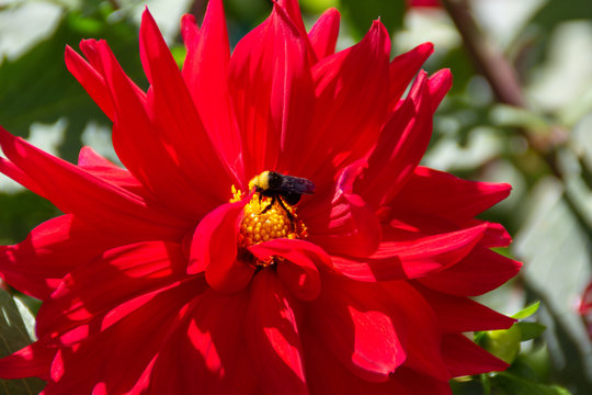 Bumble Bee collecting pollen from big red dahlia flower. Spring concept