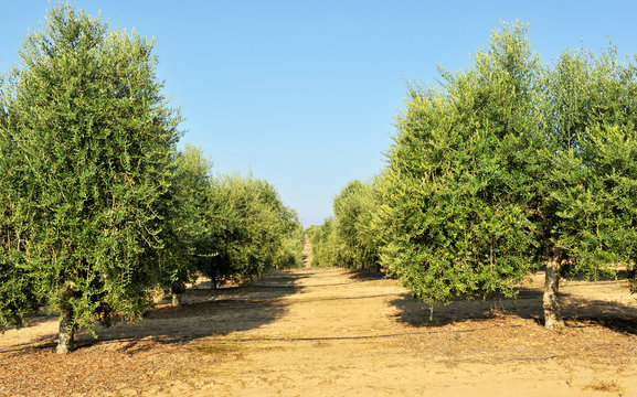 Finca de olivos en riego por goteo para la producci&oacute;n industrial extensiva de aceite de oliva