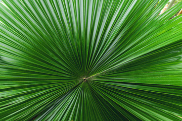 Palm leaves dark green background