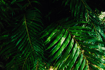  Angeopteris Giant fern leaf background