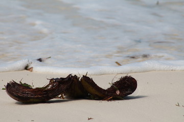 Fibre de coco sur une plage des Seychelles