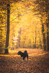 Hund vor magischem Herbstwald