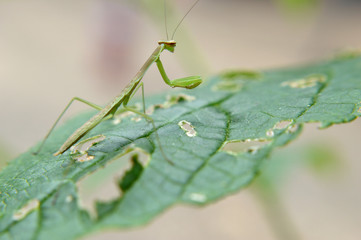 preying mantis
