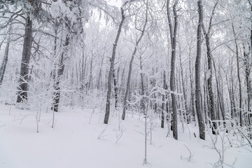 Winter in the mountains