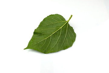 Fototapeta na wymiar Green mulberry leaves, isolated on a white background, young shoots can make tea.