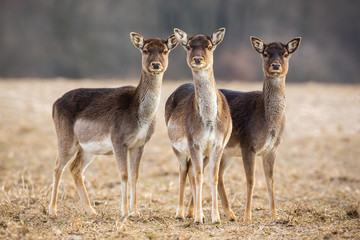 Three fallow deer, dama dama, hinds on a meadow looking attentively. Wild mammals with brown fur, big ears and eyes standing close together in nature.