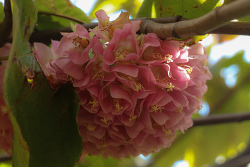 Dombeya