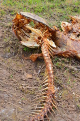 dead fish bones