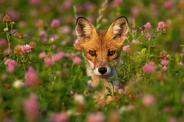 Portrait of a wild red fox, vulpes vulpes, standing between pink flowers and watching on a green meadow in summer. Detail on head of a animal in nature.