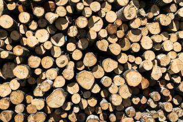 Fototapeta premium a stack of logs with alder trees; a view of the various ends of the logs in the stack; brown logs
