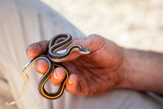 snake in hand