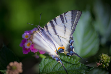 Close-up of Scarce Swallowtail butterfly (Iphiclides podalirius) on a pink yellow Lantana flower.