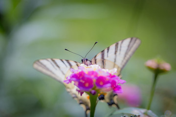 Close-up of Scarce Swallowtail butterfly (Iphiclides podalirius) on a pink yellow Lantana flower.