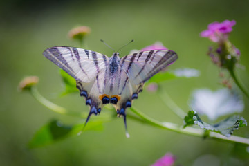Close-up of Scarce Swallowtail butterfly (Iphiclides podalirius) on a pink yellow Lantana flower.