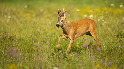 Energetic roe deer, capreolus capreolus, buck running in high speed on a meadow in summer. Side low angle view of a wild animal sprinting in nature with copy space.