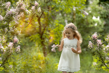 little girl in a white dress walks in the spring botanical garden where lilac blossoms