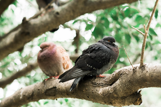 pigeons sitting on a tree branch in the Park