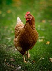 Strutting rooster