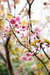 Obraz premium flowering climbing plants pink bunches of flowers