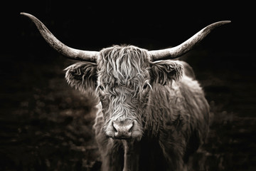 Highland Cow in Black & White - obrazy, fototapety, plakaty