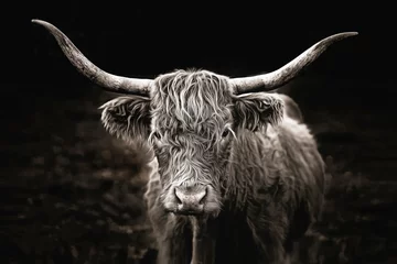 Foto op Plexiglas Schotse hooglander Hooglandkoe in zwart-wit