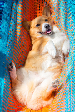 A corgi dog in a colorful hammock.