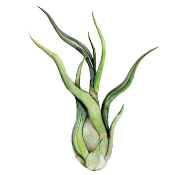 Air-plant illustration on white background. Watercolor tillandsia