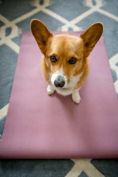 A corgi on a yoga mat