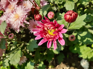 Park inside red and white flower on the green tree.