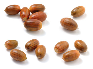 Set of various Acorns on white background