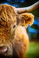 Papier Peint photo Lavable Highlander écossais Vache des Highlands de près