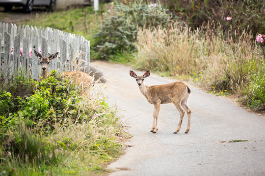 A doe and fawn deer pause while crossing the road in the tiny beach town of Salmon Creek on the Northern California Coast.