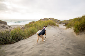A dog on a beach