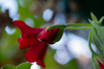 red flowers and bus