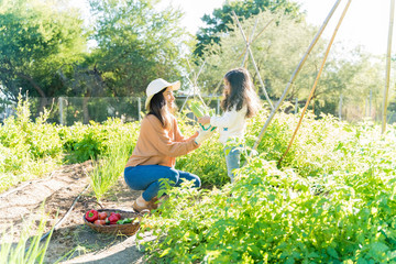 Daughter Helping Mother In Harvesting Vegetables