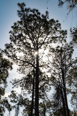 Sun through the pines