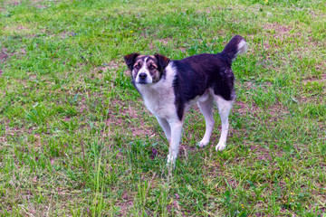 Fototapeta premium Portrait young dog playing in the meadow, green grass.