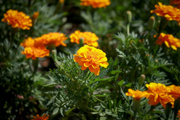 Fototapeta premium Beautiful french orange marigold flowers blooming in the summer garden