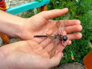  Children's hands hold a dragonfly whose wings are broken