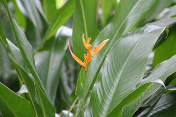 Heliconia psittacorum