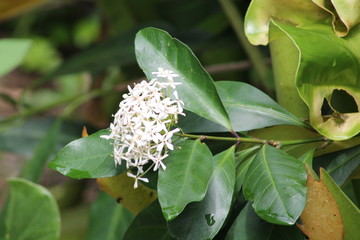 Ixora blanc