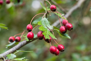 Fruit of the hawthorn, Crataegus, macro photo of the fruit of the hawthorn, Crataegus, in autumn warm light, Red Berries