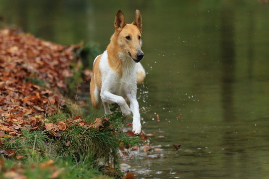 Kurzhaar Collie l&auml;uft am Wasser