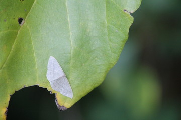 Petit papillon blanc sur une feuille